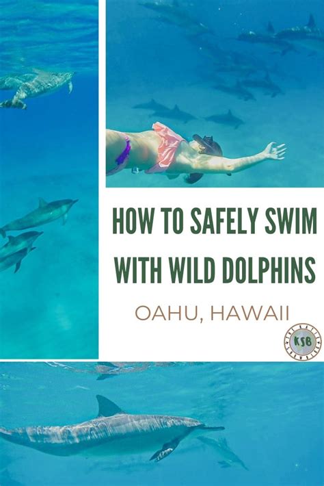 How To Swim With Wild Dolphins In Hawaii - A Practical Guide