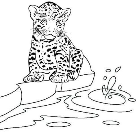 Eight Fun Baby Jaguar Coloring Pages for Kids - Coloring Pages