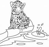 Eight Fun Baby Jaguar Coloring Pages For Kids  sketch template