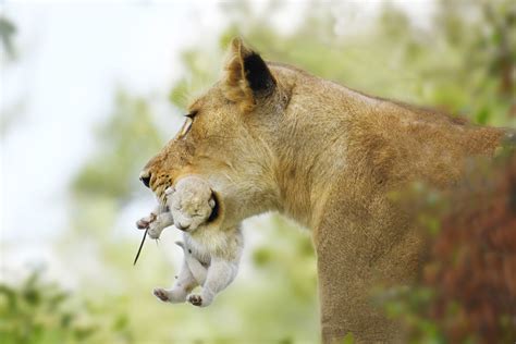 White Lion Animal Cubs