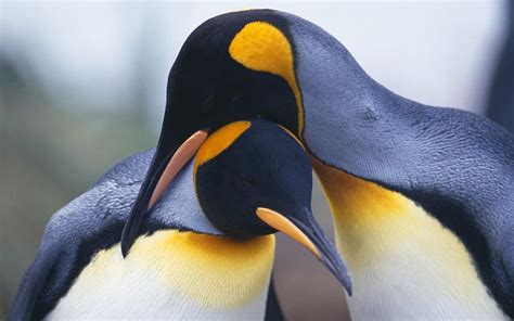 Penguins couple-Animal, HD wallpaper | Peakpx