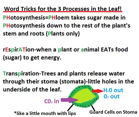 6.L.5B.2 PHOTOSYNTHESIS, RESPIRATION & TRANSPIRATION - SOUTH CAROLINA 6TH GRADE SCIENCE