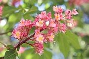 Category:Close-ups of Sapindaceae flowers - Wikimedia Commons