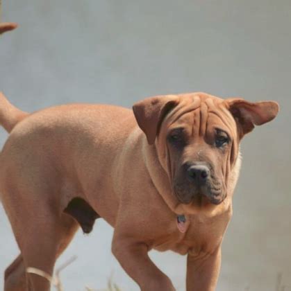 Bullmastiff Shar Pei Mix - Bullmastiff Dog Information Center