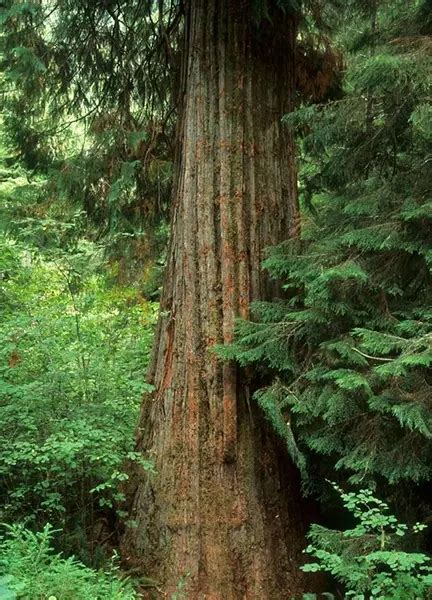 Port Orford Cedar Wood - Forestry.com