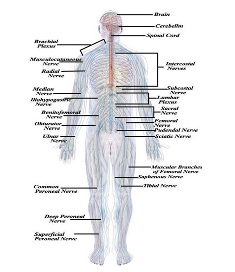 the nervous system of human - ModernHeal.com