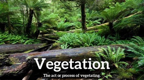 How to Say Vegetation in English? | What is Vegetation? | How Does ...