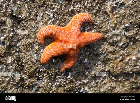 Starfish habitat hi-res stock photography and images - Alamy