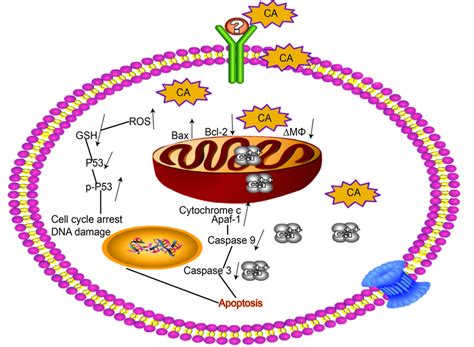 Schematic representation of the mechanisms of apoptosis and cell cycle ...