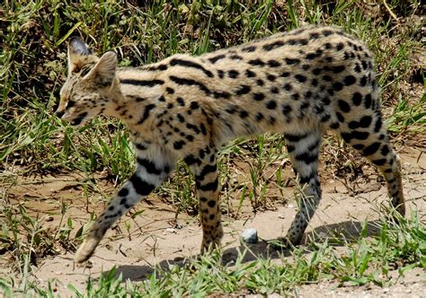 African Serval cat size, diet & population, how long does a serval live ...