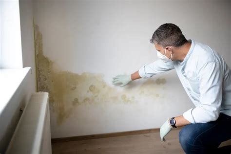 7 Effective Ways to Remove Mold from Your Walls | My Diy Home Tips ...