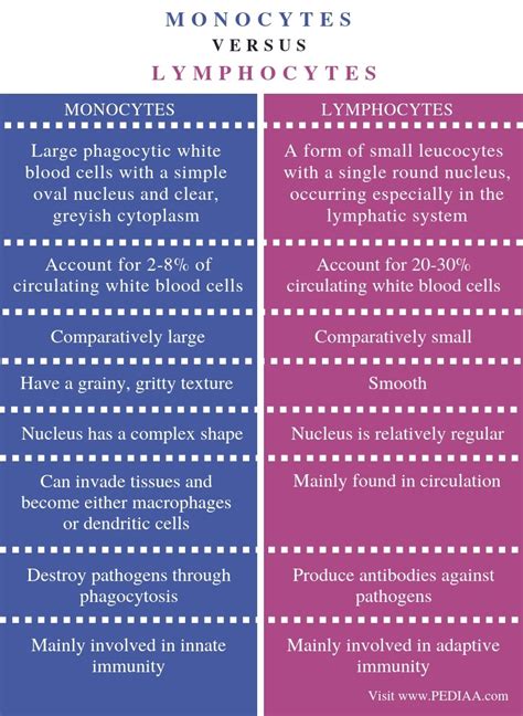 What is the Difference Between Monocytes and Lymphocytes - Pediaa.Com