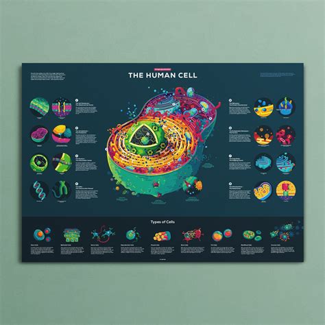 Human Cell Poster | Scientific poster, Infographic poster, Science poster