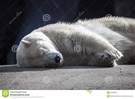 Napping Polar Bear stock image. Image of cute, napping - 60456169