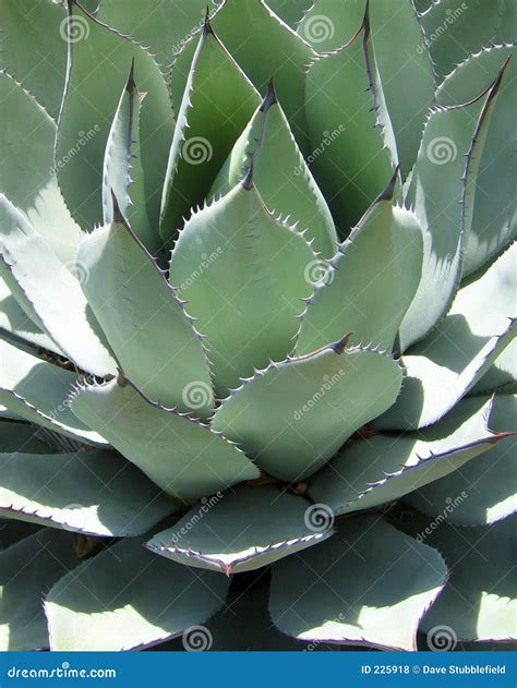 Desert Yucca plant stock photo. Image of flora, mexico - 225918