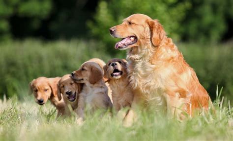 14 Criteria For Finding a Good, Reputable Dog Breeder