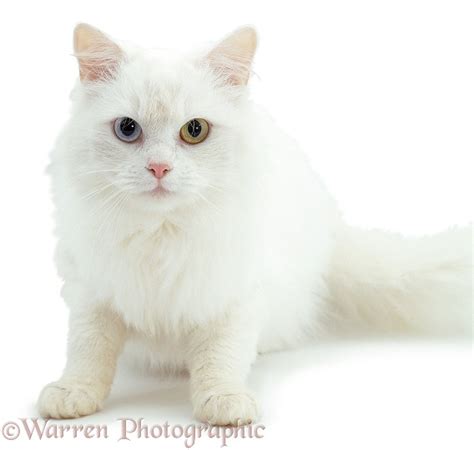 Odd-eyed white cat photo WP03598