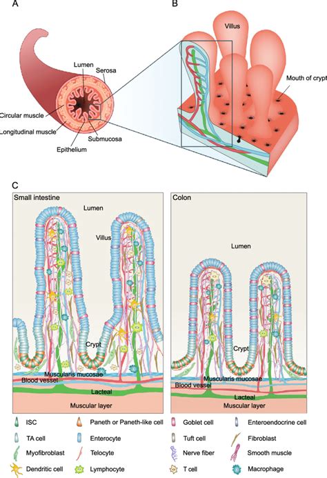 Anatomy of mammalian small intestine and colon. a A schematic showing ...