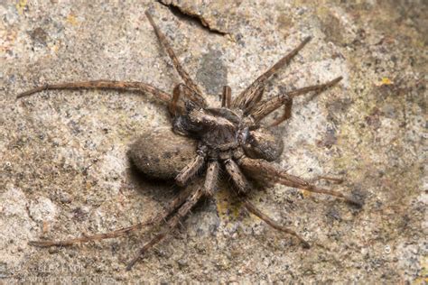 Mating Wolf Spider {Pardosa sp.} | Alex Hyde