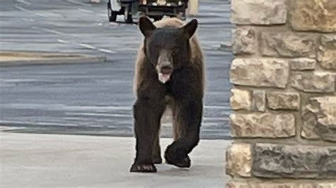 Bear season in Arizona: Where they live, how to avoid attacks