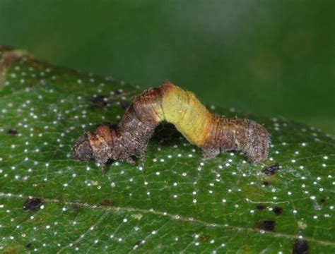 European Lepidoptera and their ecology: Geometra papilionaria