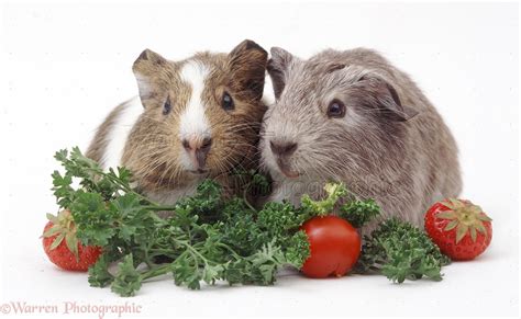 Young Guinea pigs eating vegetables photo WP33024