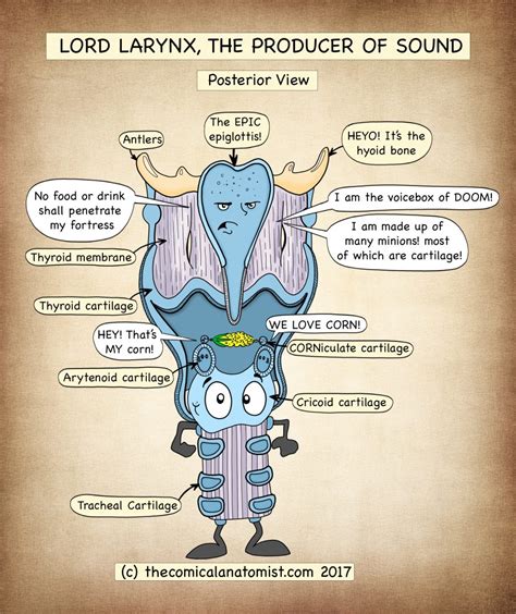 Posterior View of Lord Larynx - The Comical Anatomist