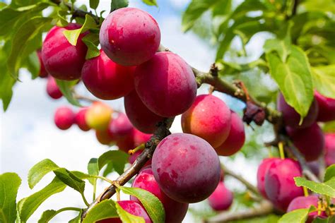 When and How to Prune Plum Trees | Gardener’s Path