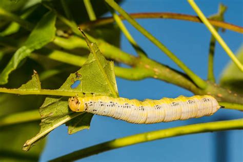 A Bait Tree? All About the Catalpa Tree and Its Worms