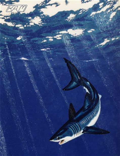 Mako Shark Painting at PaintingValley.com | Explore collection of Mako ...