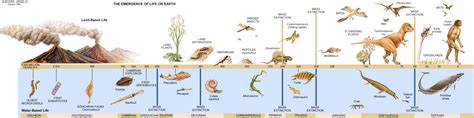 Evolution and the Beginnings of Life On Earth - HubPages