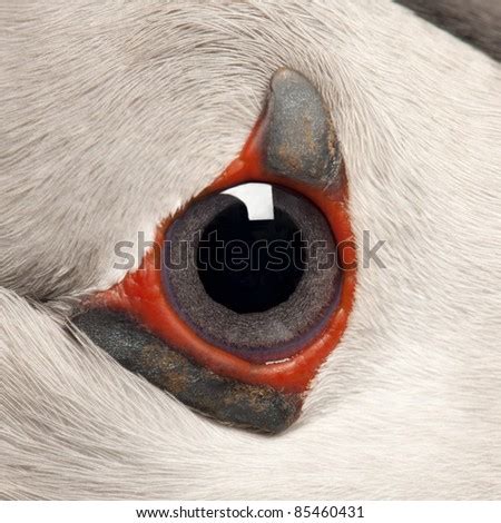 Close-Up Of Atlantic Puffin Eye Or Common Puffin Eye, Fratercula Arctica Stock Photo 85460431 ...