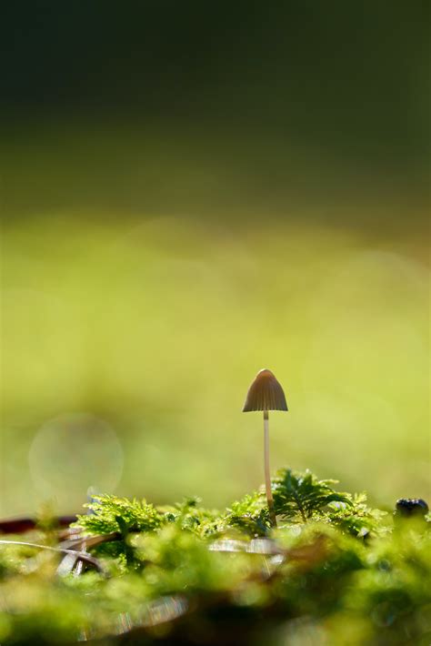 Fungi Cells Photos, Download The BEST Free Fungi Cells Stock Photos ...