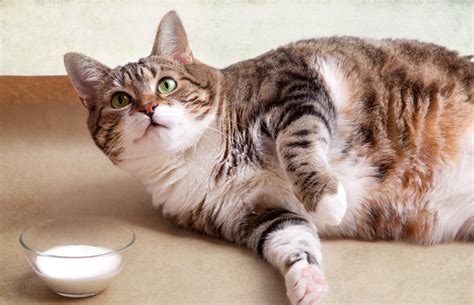 Can You Give Cats Milk? | Great Pet Care