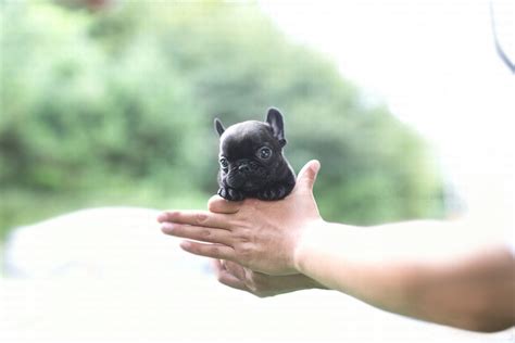 Brooklyn Black Mini French Bulldog - Tiny Teacup Pups