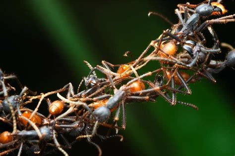 2-A "living bridge" built by army ants (Eciton burcellii). Photo by:... | Download Scientific ...