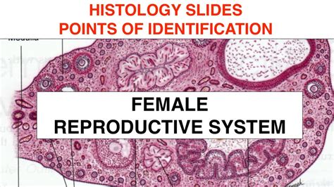 Histology Female Reproductive Tract Anatomy Guy - Riset