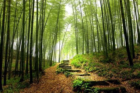 Pristine bamboo forests in south China by Feng Jiang Ph.D. from his "The Wonders of China ...