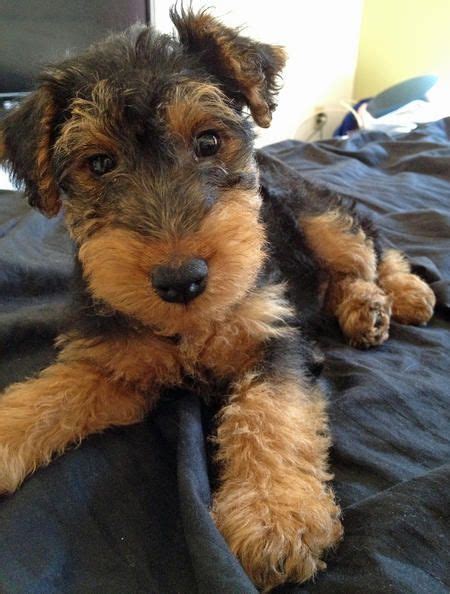 Airedale Terrier Puppy For Sale In Florida - Pets Lovers