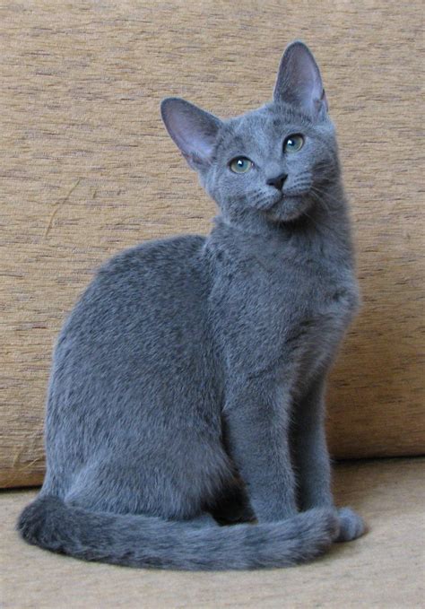 Russian Blue | Cat personalities, Russian blue cat personality, Grey cats