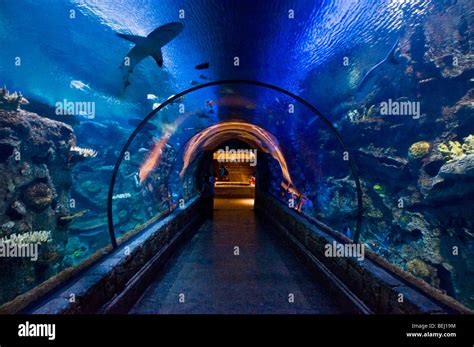 Shark Reef aquarium Mandalay Bay hotel Las Vegas, Nevada Stock Photo ...