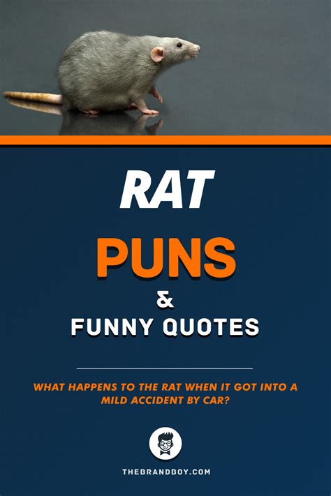 56+ Best Rat Puns and Funny Quotes - theBrandBoy.Com | Puns, Funny puns ...