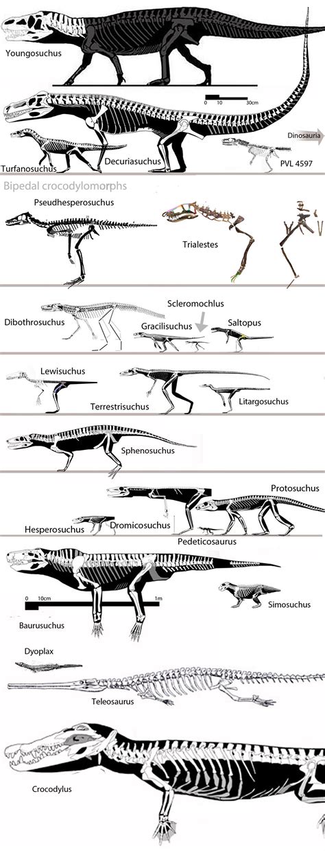 Basal Crocodylomorpha