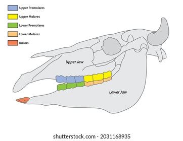 4,431 Cow Teeth Royalty-Free Photos and Stock Images | Shutterstock