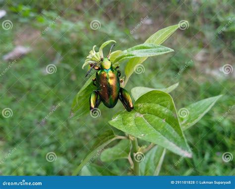 The Beautiful Colors of the Rainbow Beetle Stock Photo - Image of shrub, wildlife: 291101828