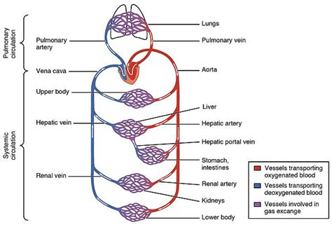 Difference Between Oxygenated and Deoxygenated Blood | Definition ...