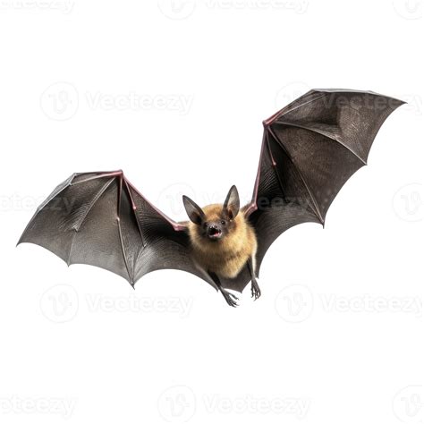 Flying bat isolated on transparent background 32545974 PNG