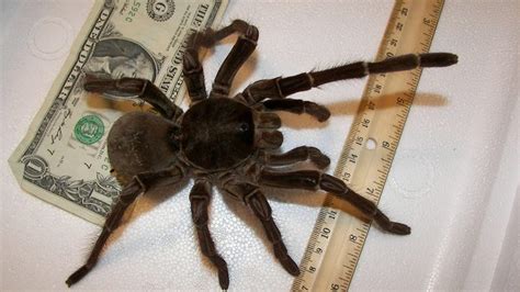 Weekend Nightmare Fuel: The Biggest Crawling Animals on Earth