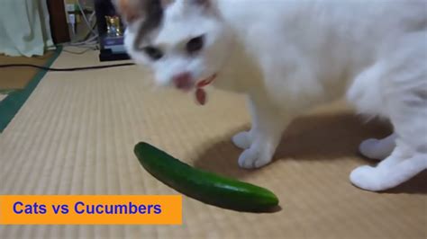 Youtube Cats and Cucumbers - WestonkruwLindsey