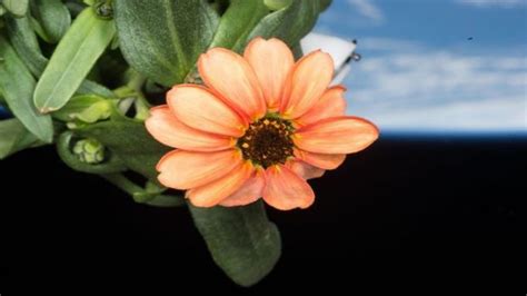 NASA grows flower in space, shares picture on social media